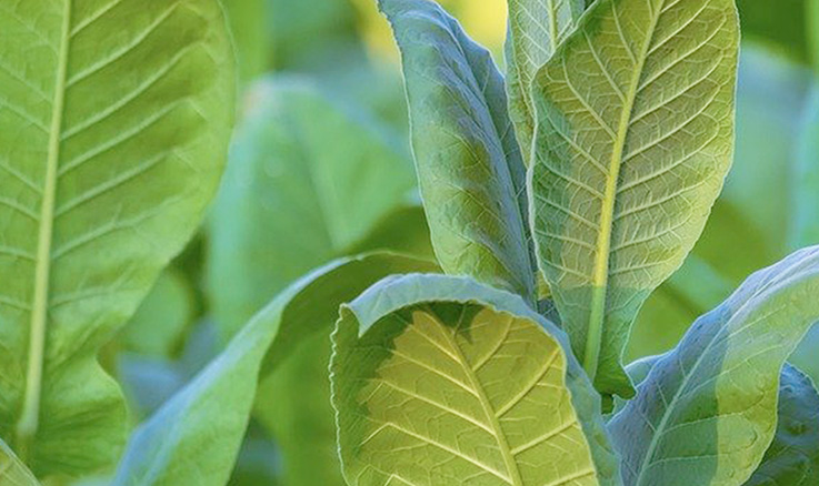 dayz tobacco leaves Special Package for Premium Tobacco Leaves